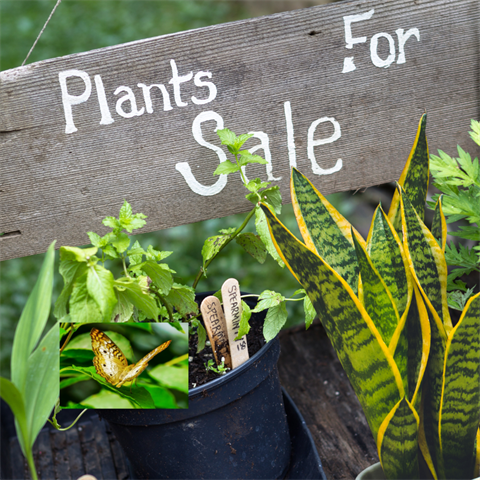 DGC Plant Sale - 900x900.png