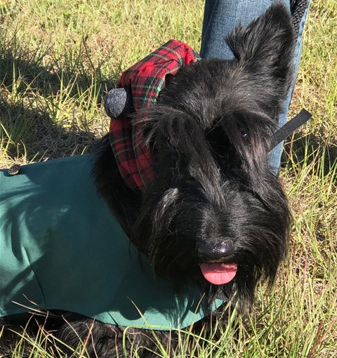 Scotch-Scottie.jpeg
