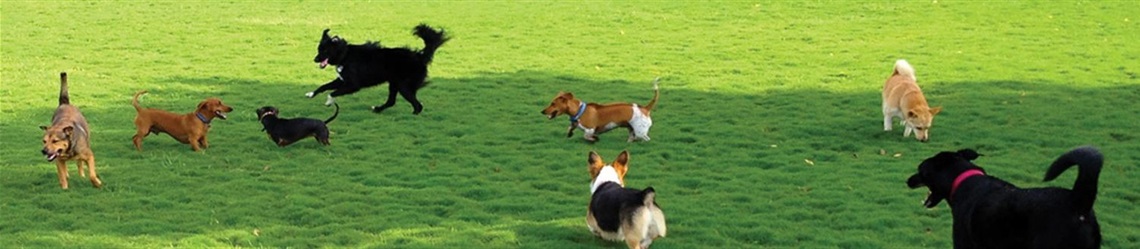 Achieva-Paw-Park-Banner.jpg