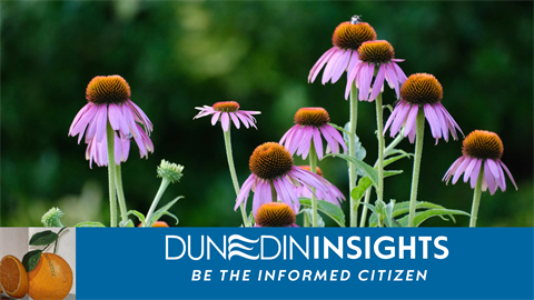 Florida Native Plants